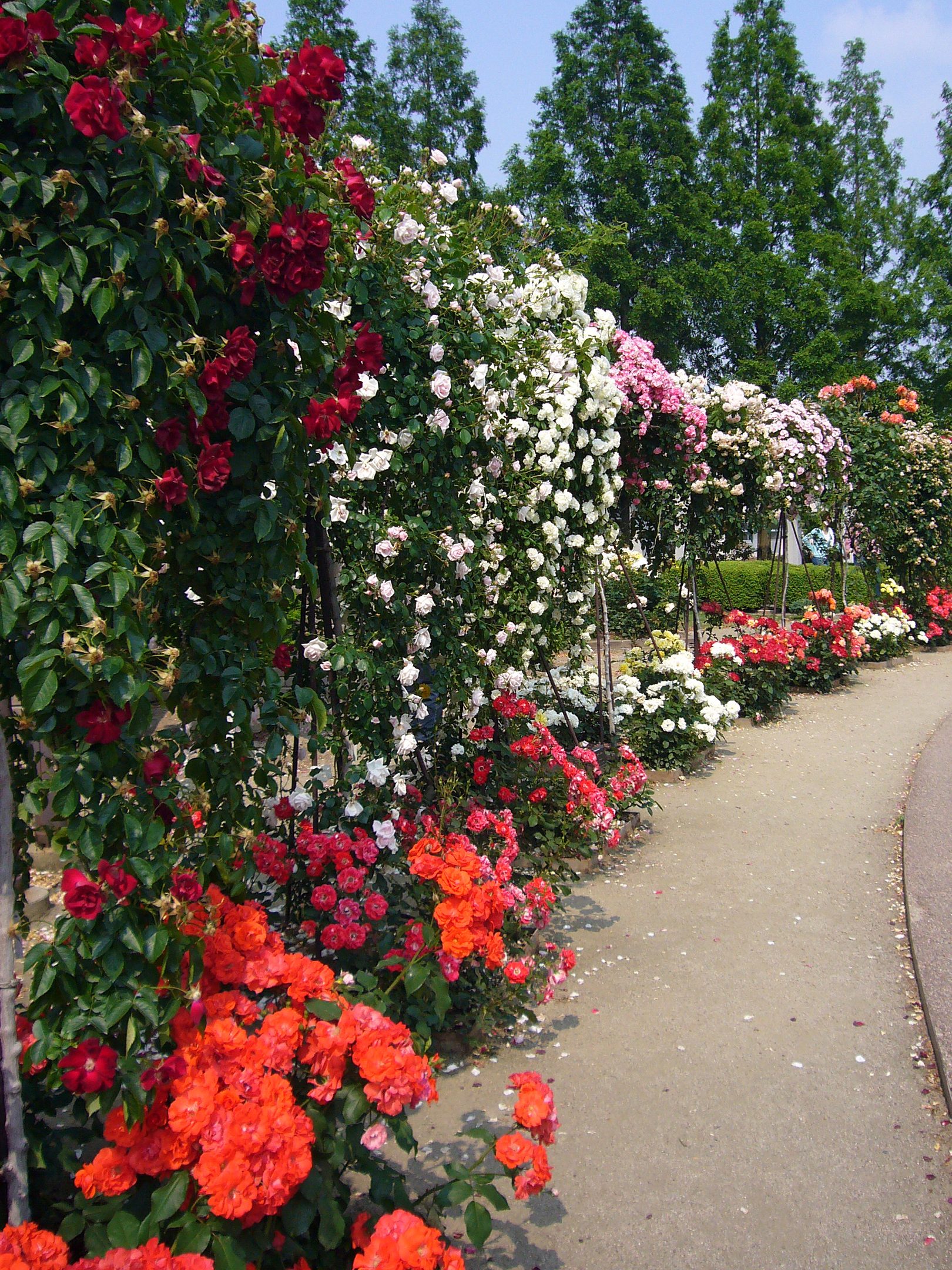 rose garden
