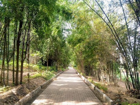 sanjivini tree park forest department