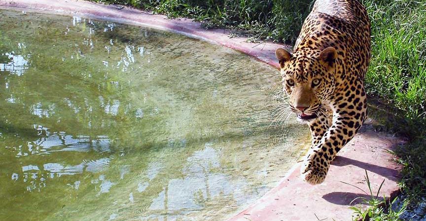 sarthana nature park 1