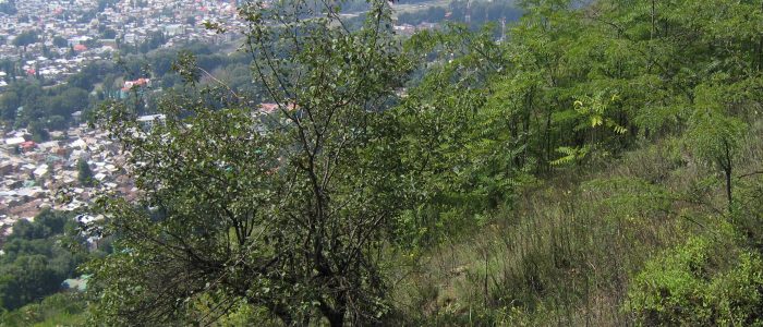 shankaracharya reserved forest