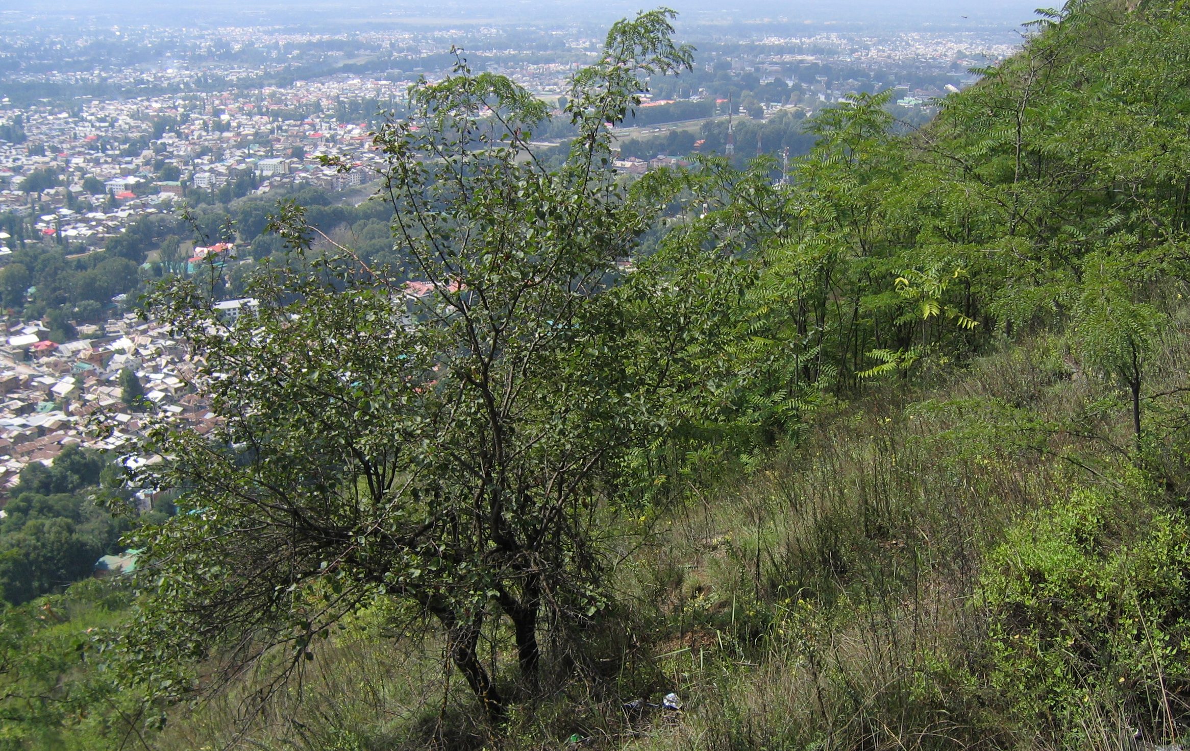 shankaracharya reserved forest