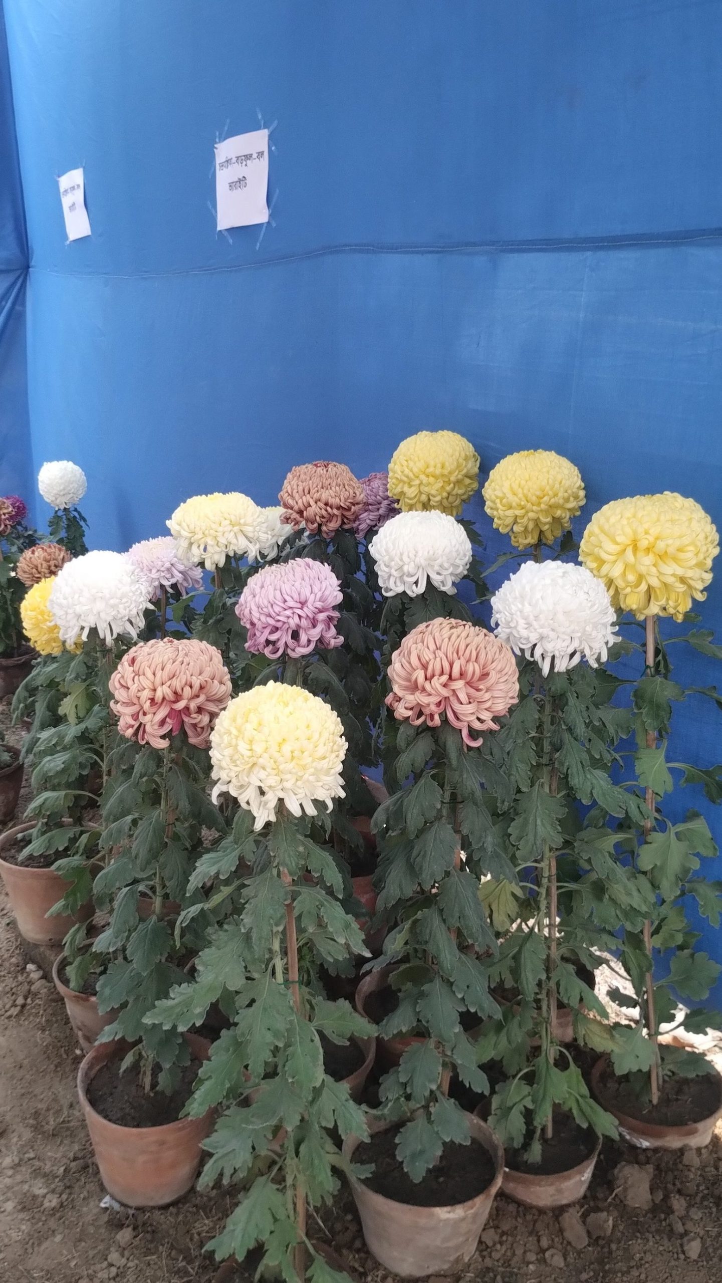 shyamsayer park scaled