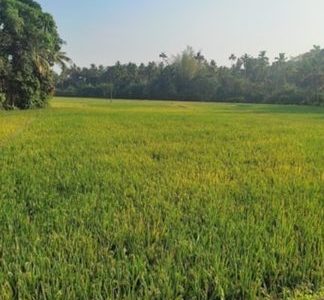 thaikattussery vallachira padam