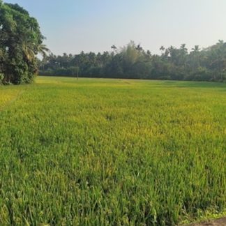 thaikattussery vallachira padam