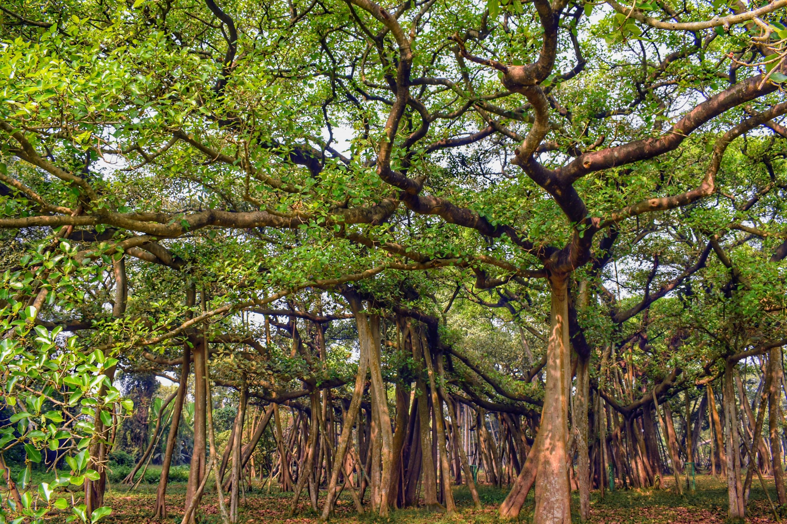 the big banyan tree scaled