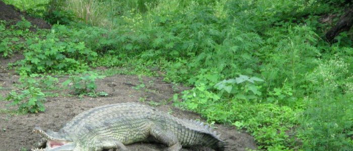 van vihar national park bhopal 1
