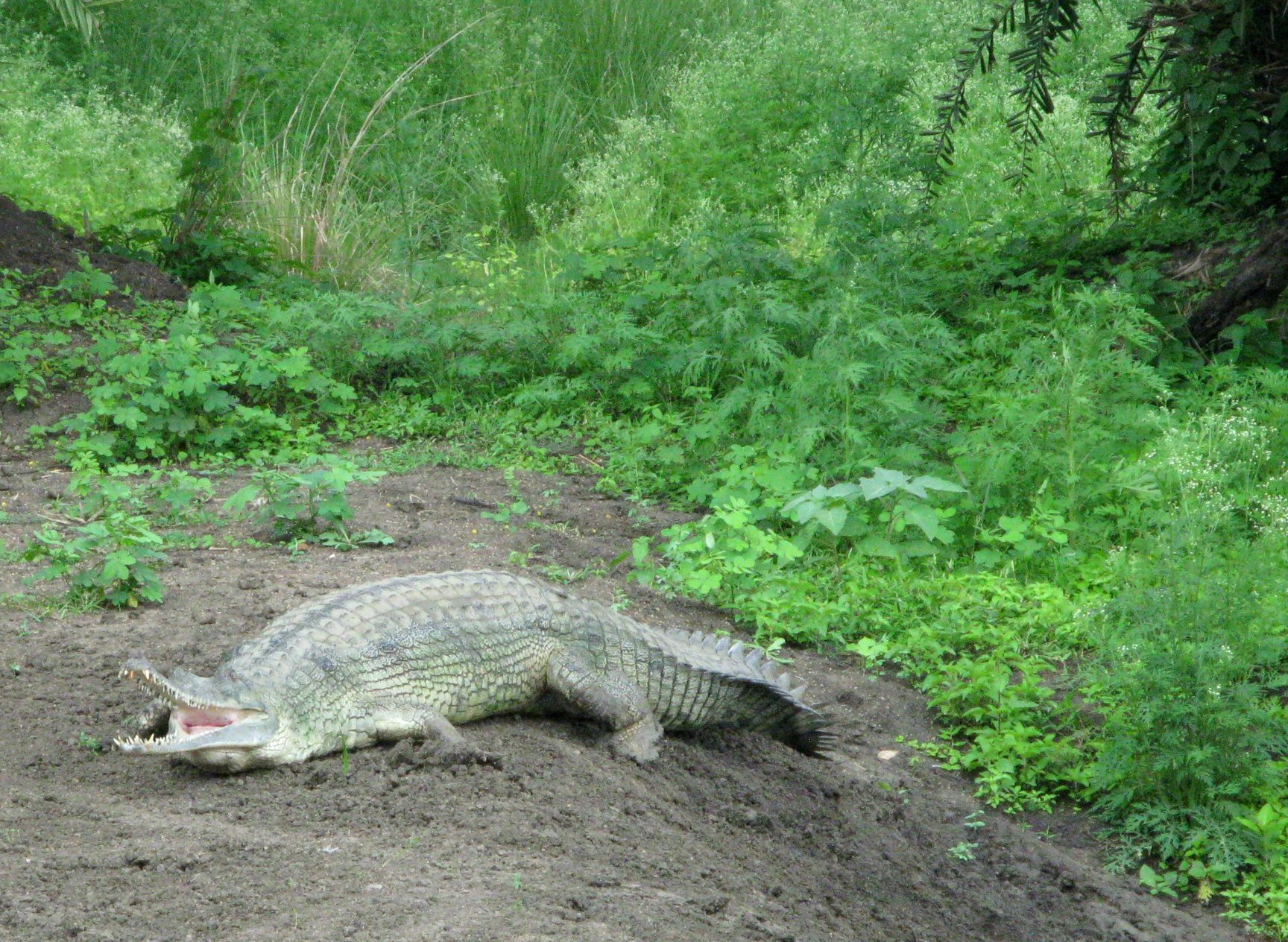 van vihar national park bhopal 1
