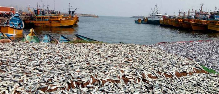 vizag fishing harbour