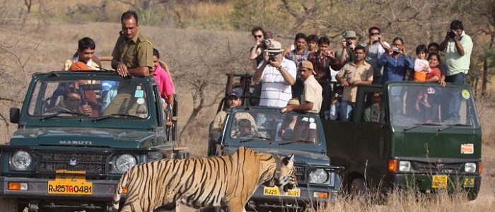 wild wild tourism