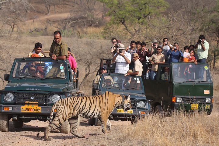 wild wild tourism
