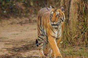 wildlife park e0a4b5e0a4a8e0a58de0a4af e0a4aae0a58de0a4b0e0a4bee0a4a3e0a580 e0a489e0a4a6e0a58de0a4afe0a4bee0a4a8