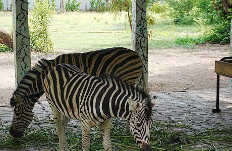 zoo chidiya ghar indore