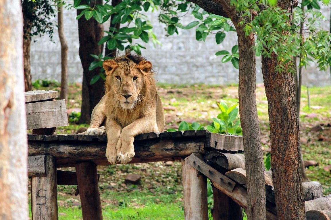 zoo park tirupathi